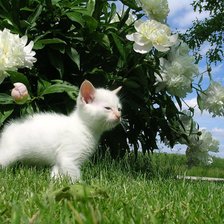 Схема вышивки «котенок»