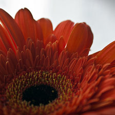 Схема вышивки «Гербера»