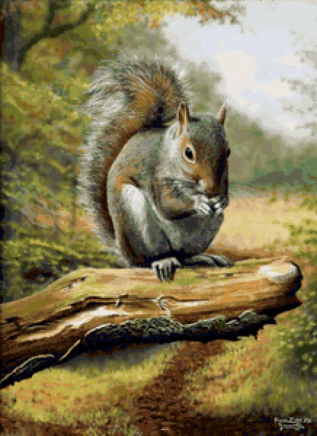 белочка - животные - предпросмотр