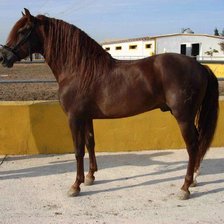 Схема вышивки «Кони»