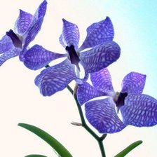 Схема вышивки «Цветы»