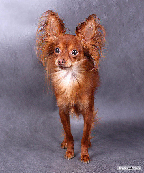 Лапушка - собаки - оригинал