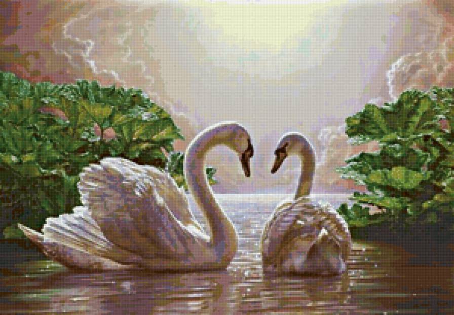 Лебединая верность - птицы. лебеди - предпросмотр