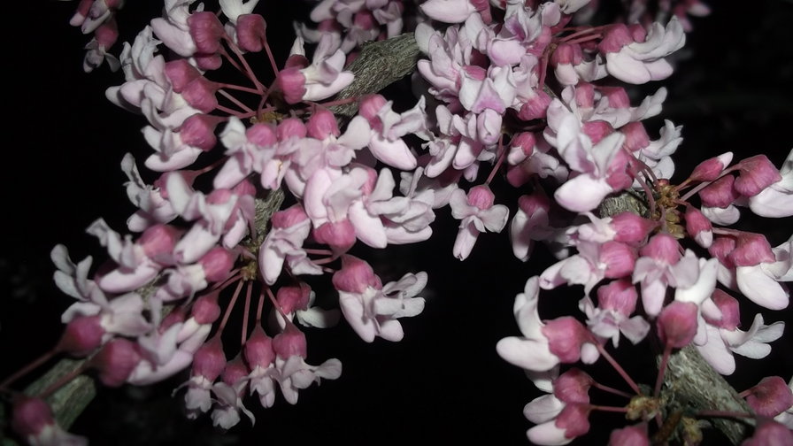 Весна - оригинал