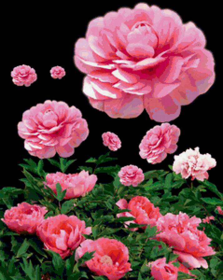 пионы - цветы - предпросмотр