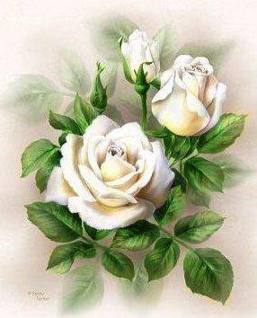 белые розы - цветы - оригинал