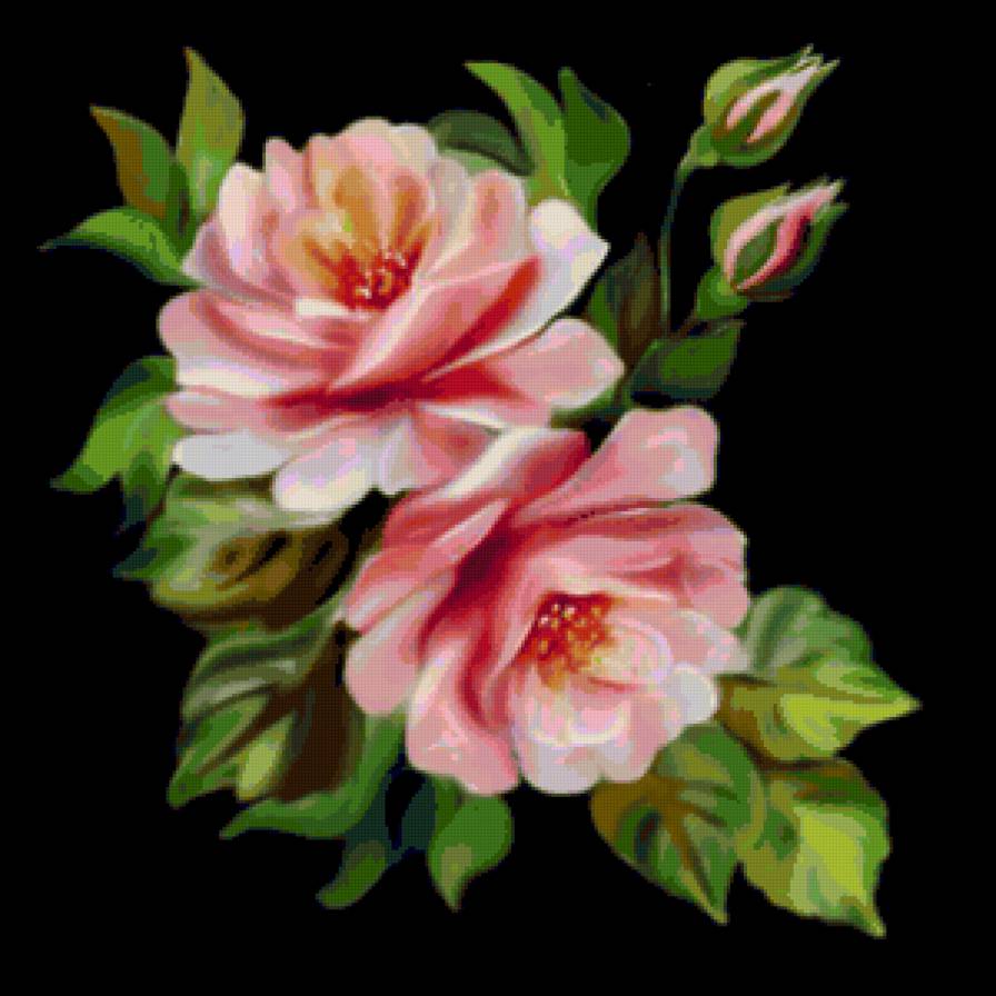 розы на черном фоне - цветы - предпросмотр