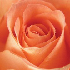 Схема вышивки «Роза»