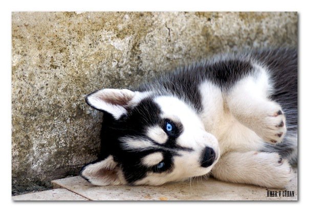 собачка - щенок, животные, собака - оригинал