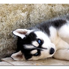 Схема вышивки «собачка»