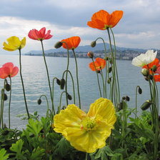 Схема вышивки «маки»