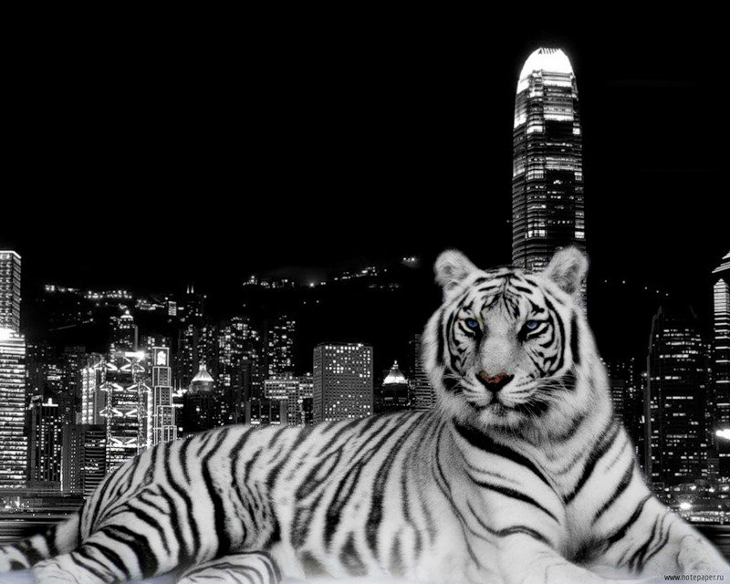 тигр - тигры - оригинал