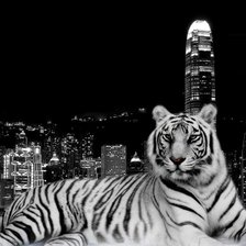 Схема вышивки «тигр»