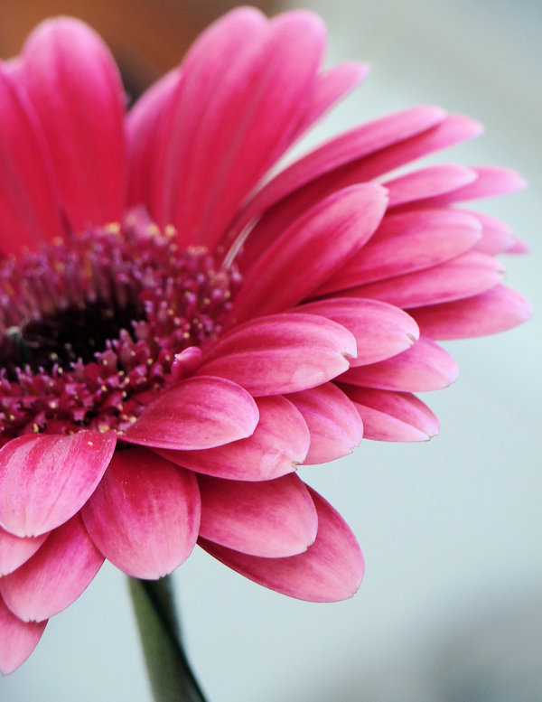 цветок - цветы, природа - оригинал