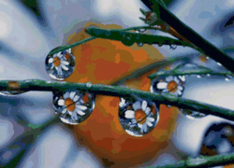 ромашка - цветы, природа, ромашка - предпросмотр