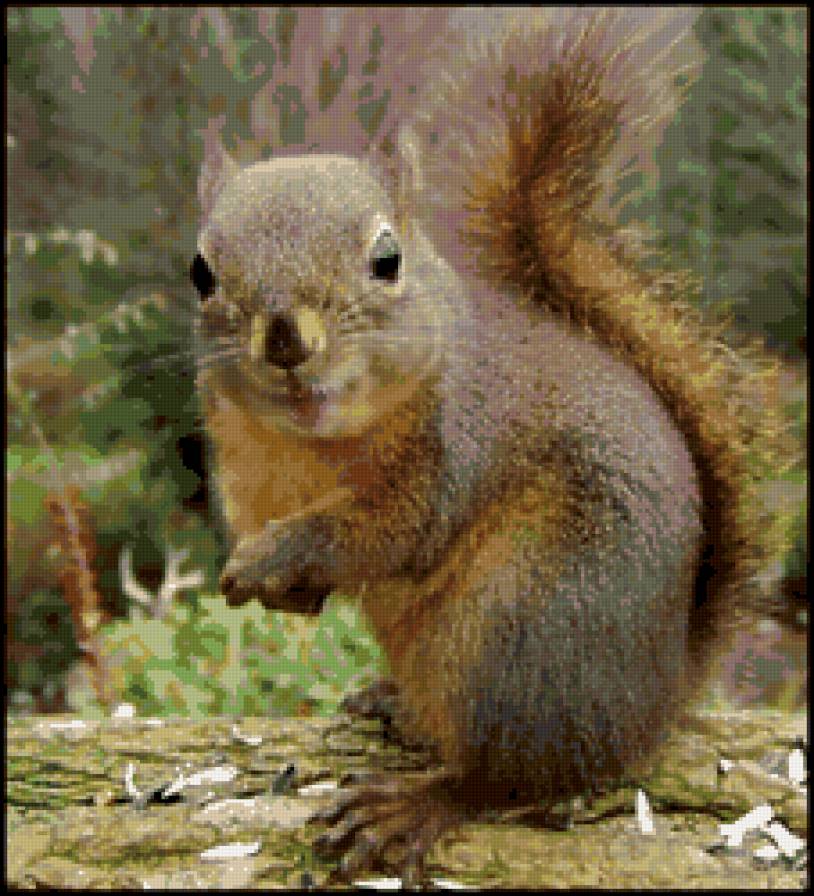 белка - животные, белка - предпросмотр