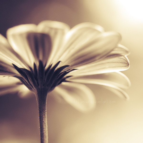 цветок - цветы, природа - оригинал