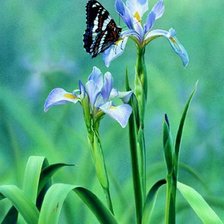 Схема вышивки «№19921»