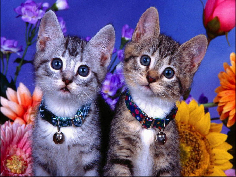 Котята - животные, кошки - оригинал