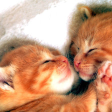 Схема вышивки «Котята»