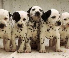 Схема вышивки «Щенки»