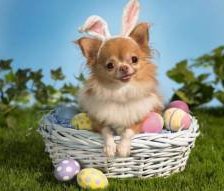 Схема вышивки «Чихуахуа»