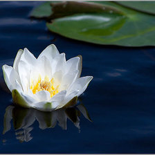 Схема вышивки «кувшинка»
