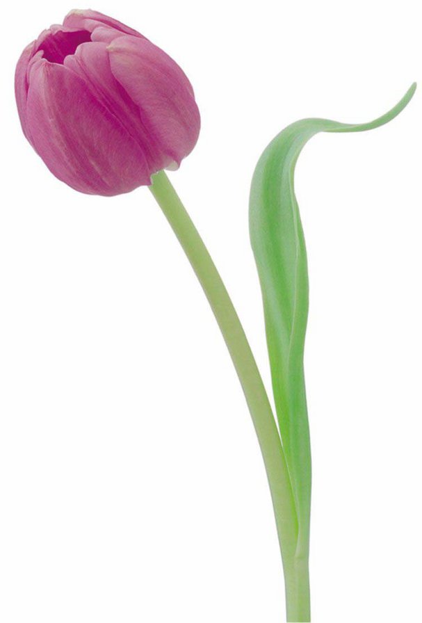 цветок - природа, букет, тюльпан, цветы - оригинал