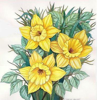 Нарциссы - цветочки, цветы, нарциссы, панно, весенние цветы - оригинал