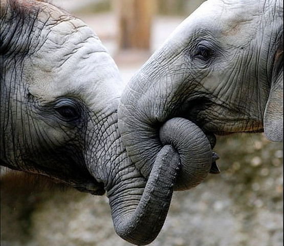 дружба - слоны - оригинал