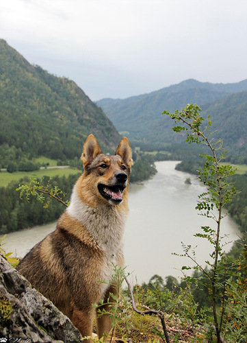 собака - животные, собака - оригинал