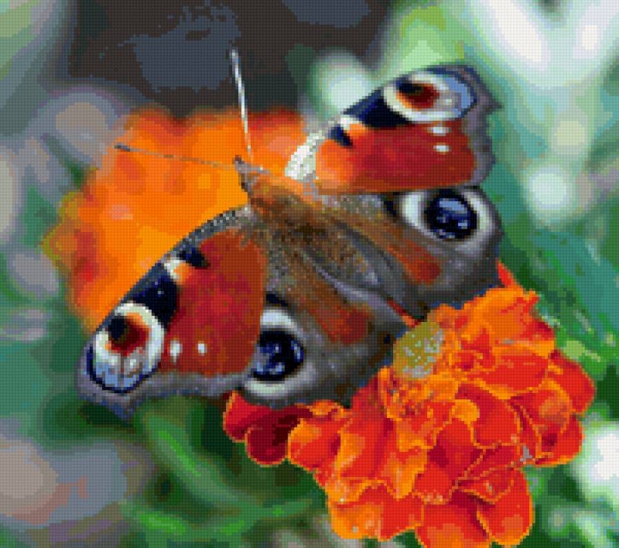 бабочка - бабочка - предпросмотр