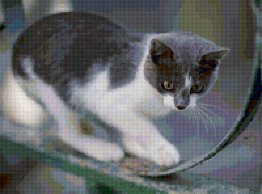 кот - кот - предпросмотр