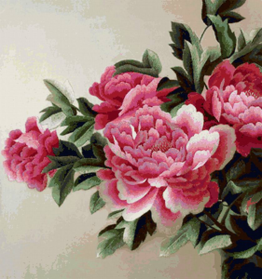 Пионы - цветы, пионы, букет - предпросмотр