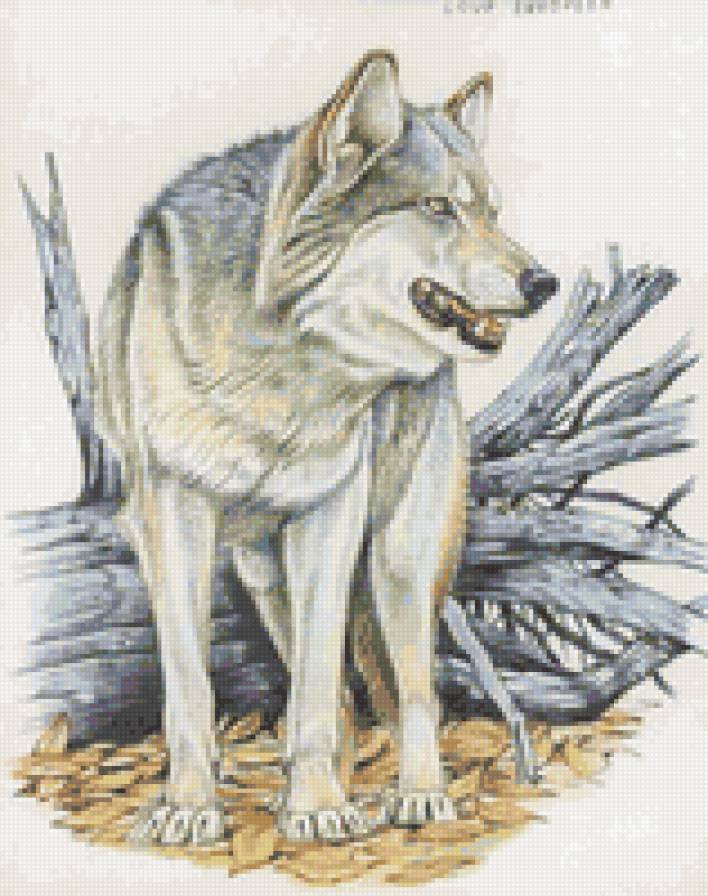 волк - звери, животные, волки - предпросмотр