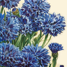 Схема вышивки «№22381»