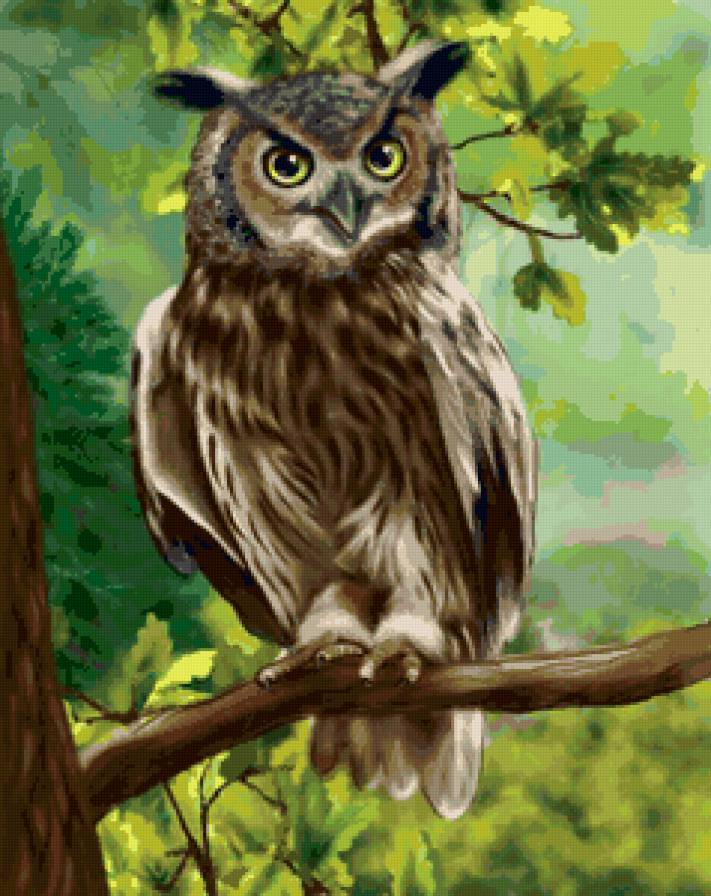 №64867987 - сова, птица, хищница - предпросмотр