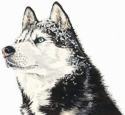 друг - собака, животные - оригинал