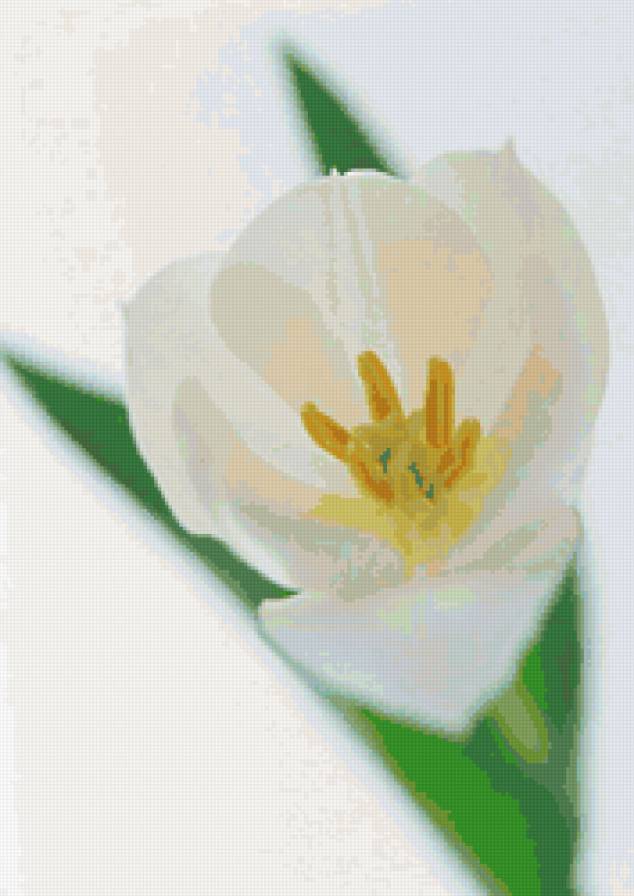 цветок - цветы, букет, природа - предпросмотр