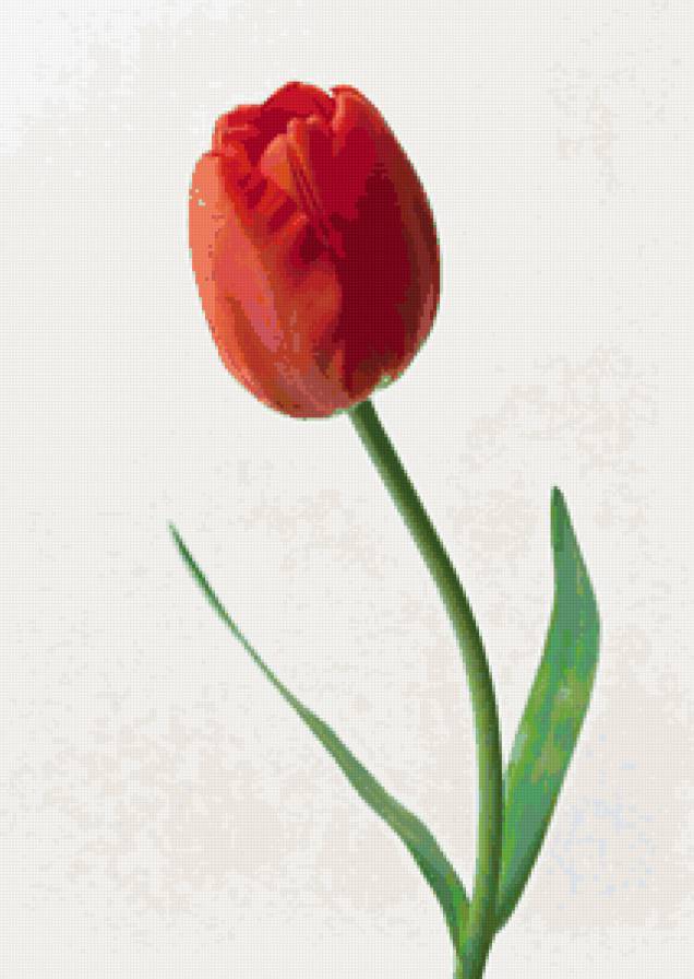 цветок - тюльпан, букет, природа, цветы - предпросмотр