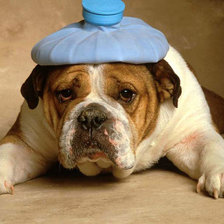 Схема вышивки «Пес»