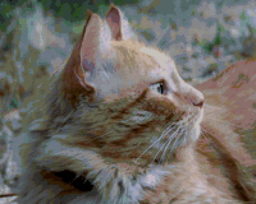 Киса - коты - предпросмотр