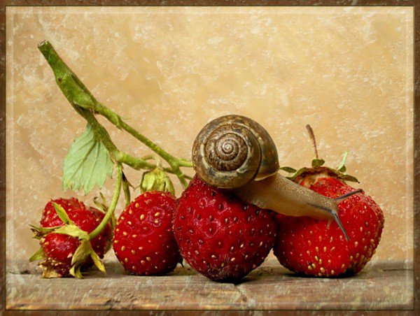 улитка на клубнике - оригинал