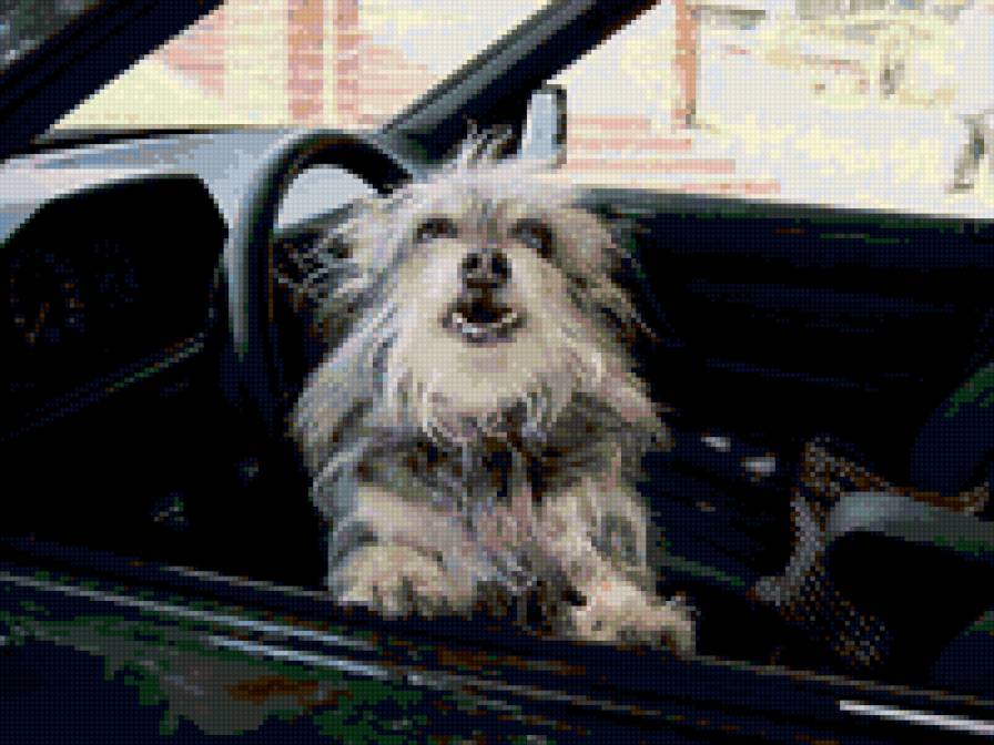 Пес - собаки - предпросмотр