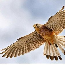 Схема вышивки «полёт орла»