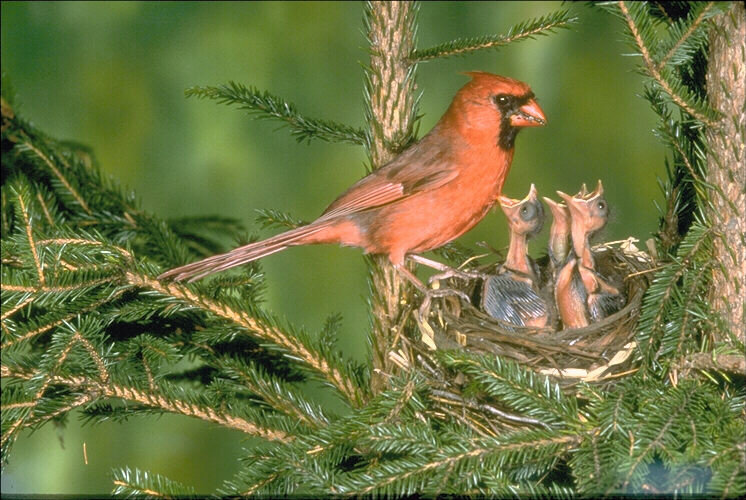 №22761 - птицы - оригинал