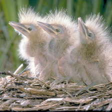 Схема вышивки «№22769»