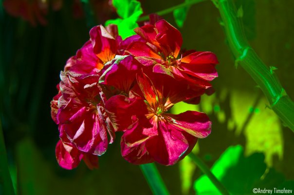 z - оригинал