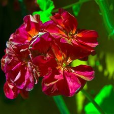 Схема вышивки «z»