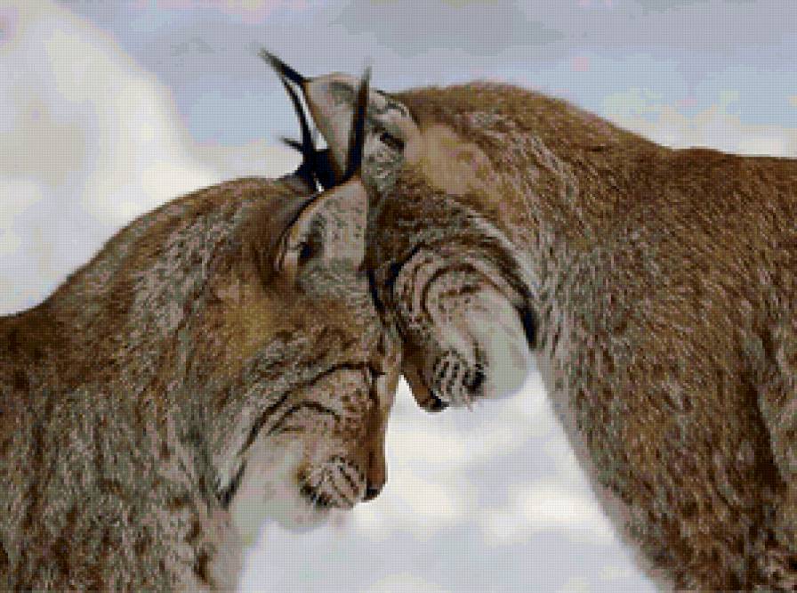 любовь - рысь, пара, дикие кошки, кошка, кошки, любовь - предпросмотр